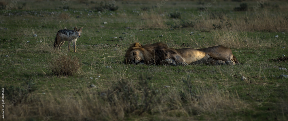 Fototapeta premium big and small