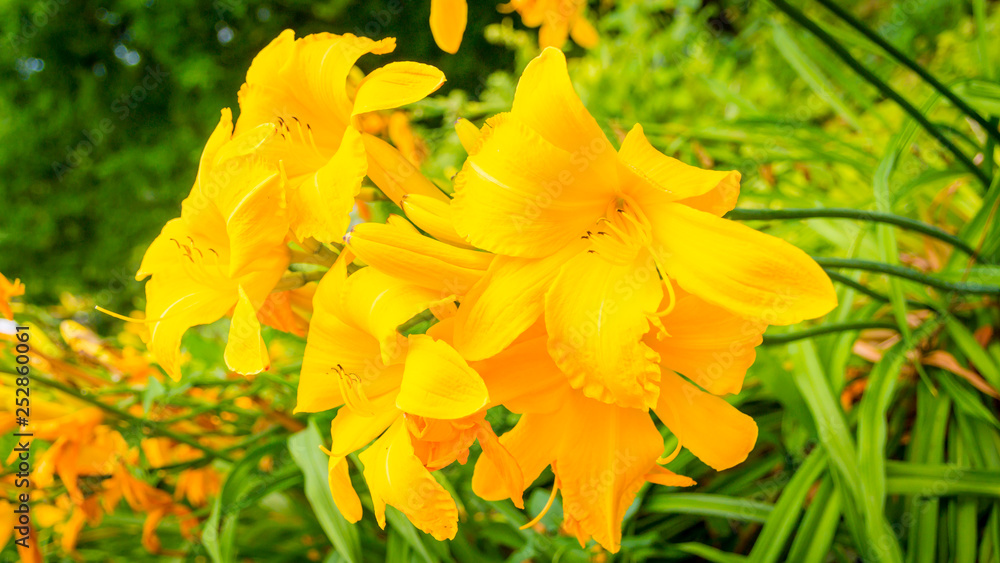 schöne Lilien schöne Lilien