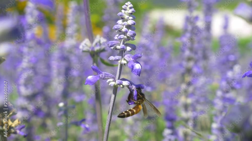 Close up flying bees fly around purple Salvia flower in flower garden Close up flying bees fly around purple Salvia flower in flower garden