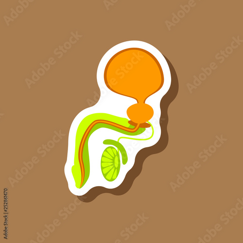 Male Reproductive System paper sticker on stylish background