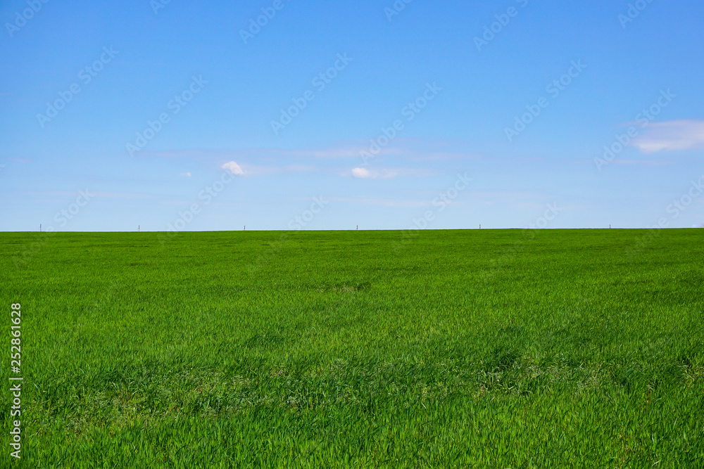 Green, endless field of Russia in the Rostov region. Green, endless field of Russia in the Rostov region.