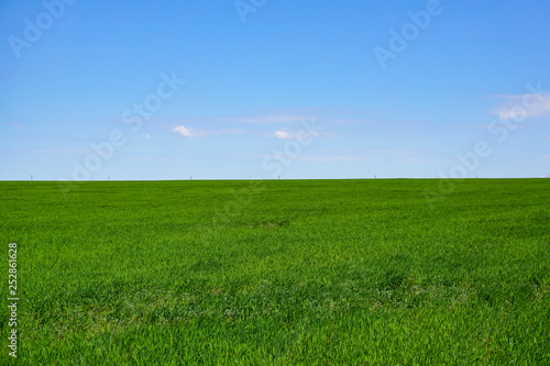 Green  endless field of Russia in the Rostov region.