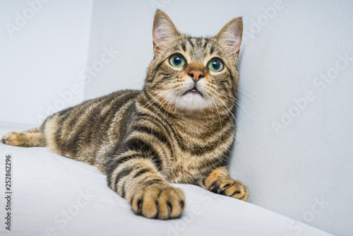 Beautiful short hair cat lying on the bed at home