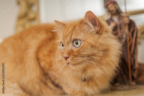 Fototapeta Naklejka Na Ścianę i Meble -  Beautiful ginger long hair cat sitting on table at home