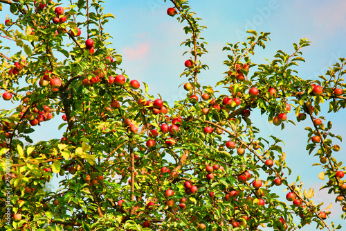 Ripe apples in the tree, summertime fruit theme
