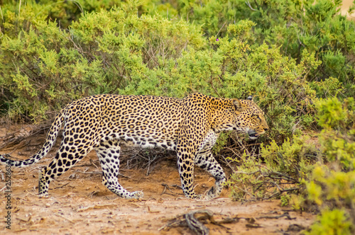 A leopard walking in the forest in Samburu