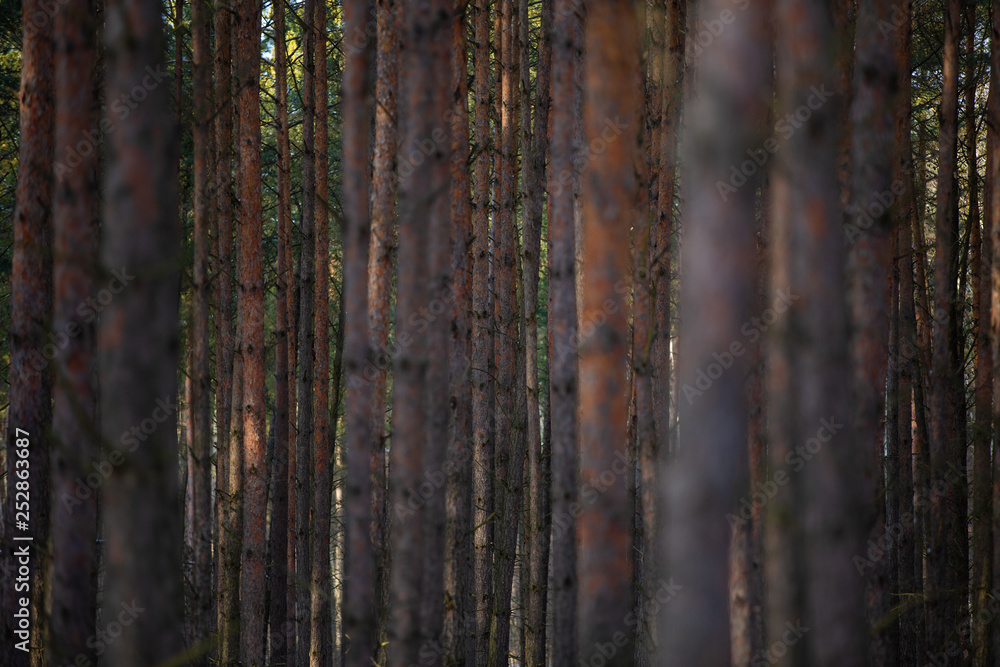 Pine forest. Small depth of field