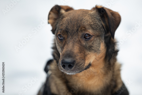 Winter portrait of a crossbreed dog