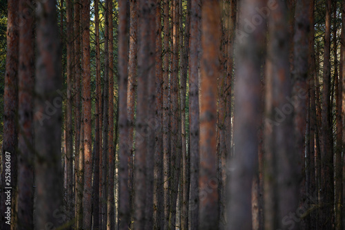 Pine forest. Small depth of field