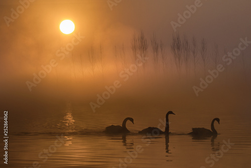 Three Swans