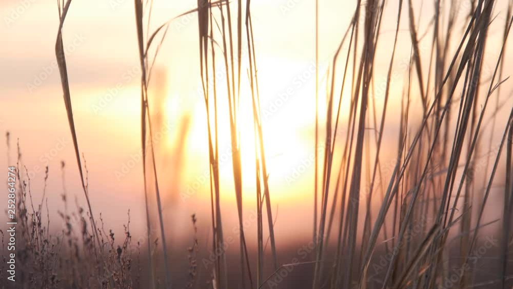 sunset in the desert and wild grass sunset in the desert and wild grass