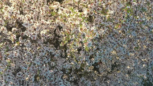 Aerial view of almond trees in bloom