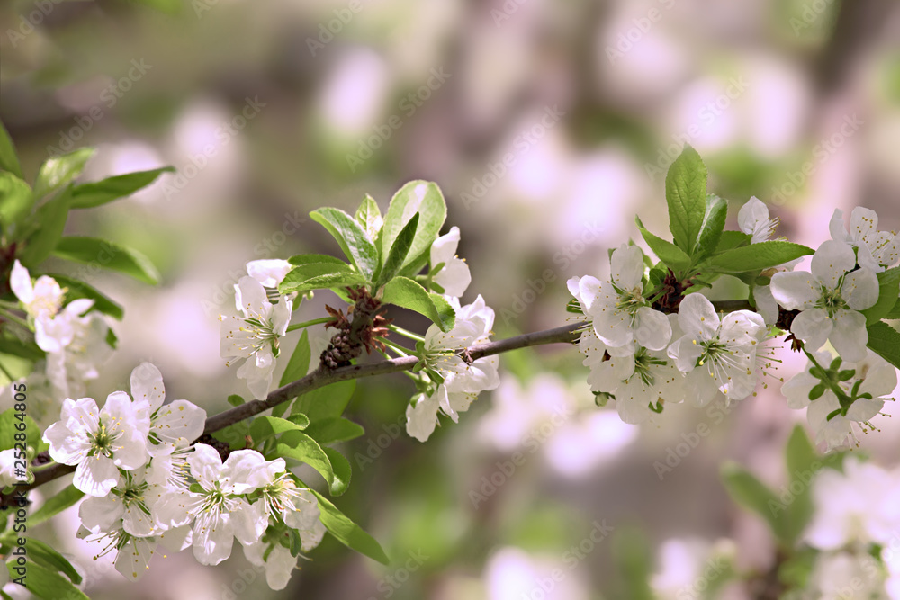 Naklejka premium Pea tree spring blossom