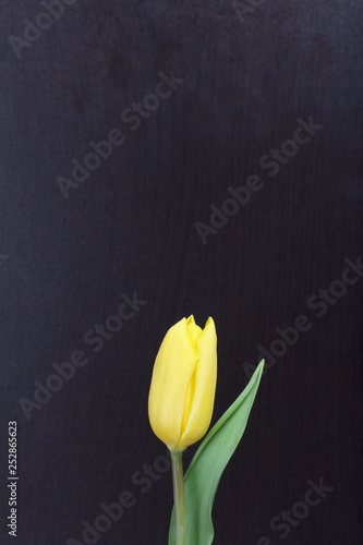 Spring flowers. One yellow tulip on a dark background.