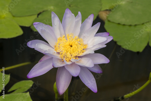 Close up beautiful purple lotus blooming in pond.