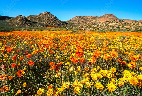 blooming desert in spring of namaqualand, south africa  photo