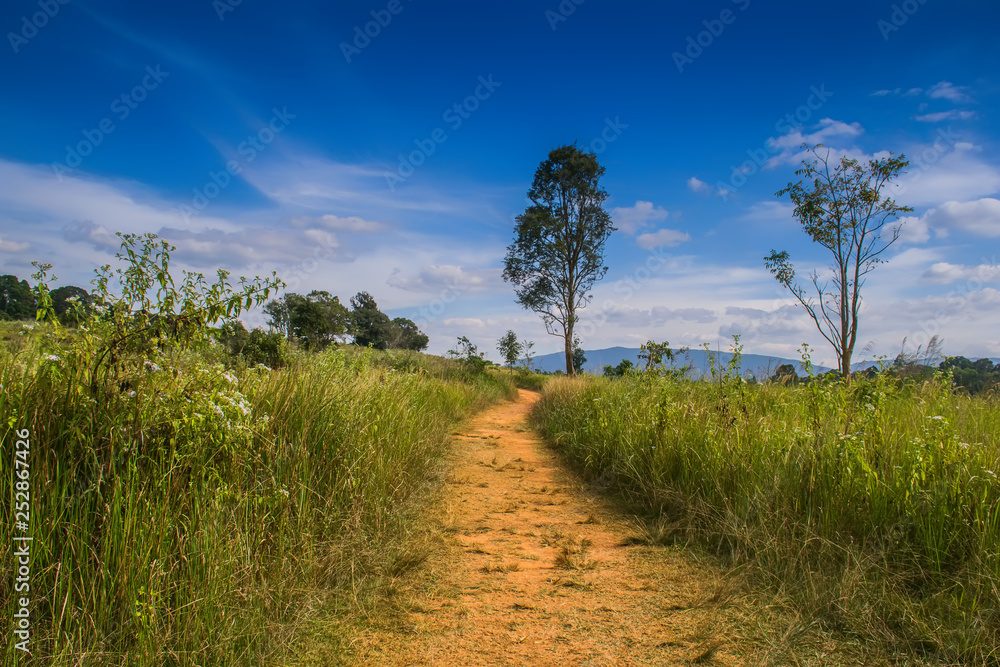 Obraz premium road in the field