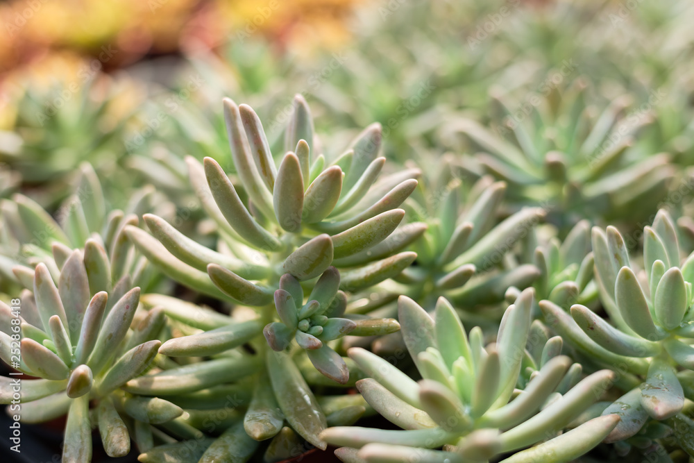 fresh cactus in the flower pot