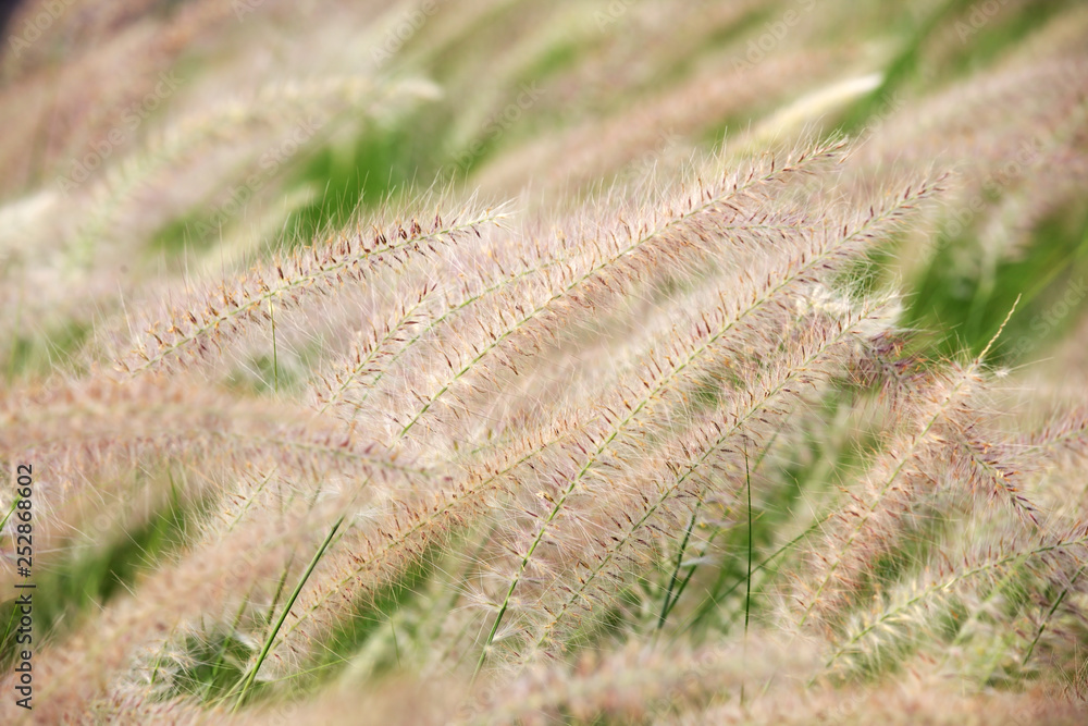 white reeds grass background white reeds grass background