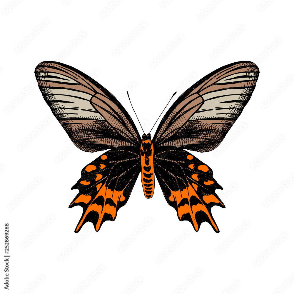 Naklejka premium Hand drawn Antropaneura Semperi butterfly