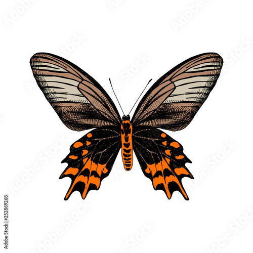 Hand drawn Antropaneura Semperi butterfly
