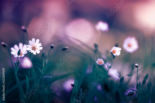 small white flowers grow on a fabulous lilac forest glade on a Sunny evening