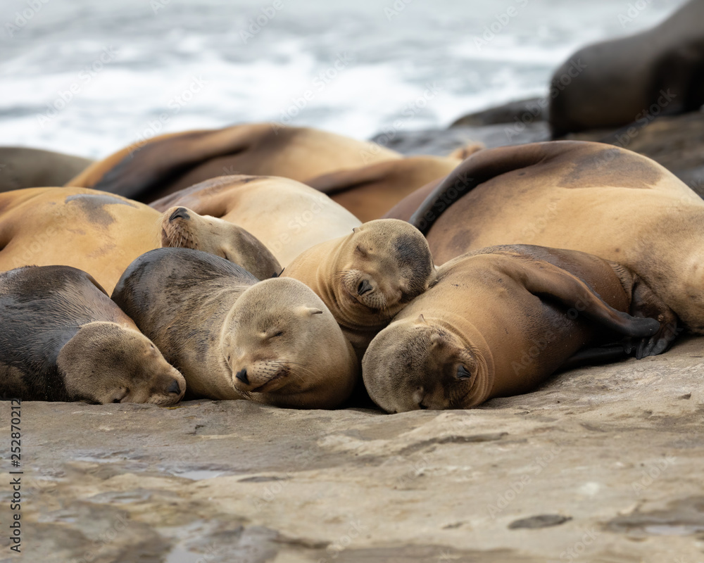 Fototapeta premium Sleeping Sea Lions - La Jolla Beach, California 