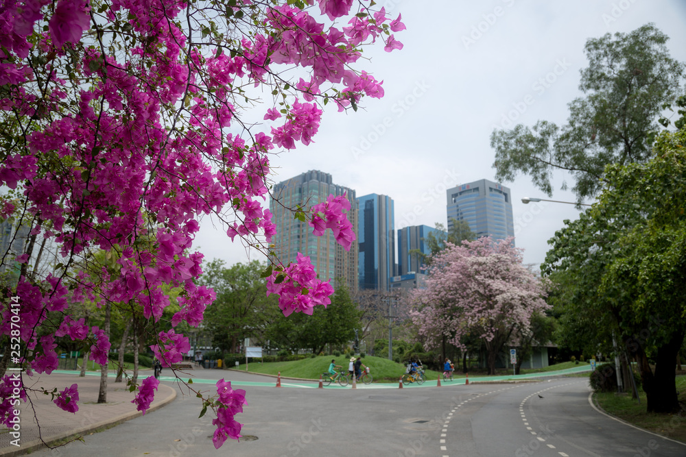 magenta papers flowers and lake in public park