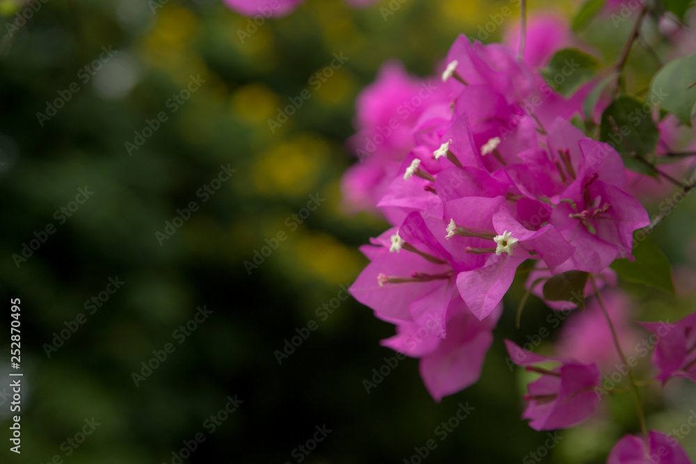 magenta papers flowers and lake in public park magenta papers flowers and lake in public park