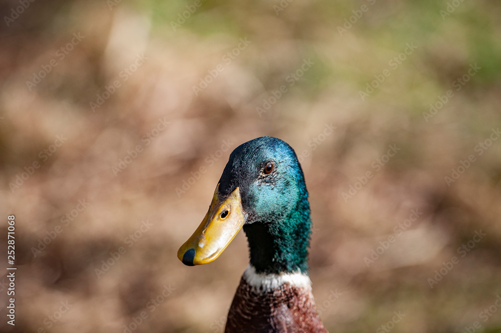 Fototapeta premium indian runner duck in the garden