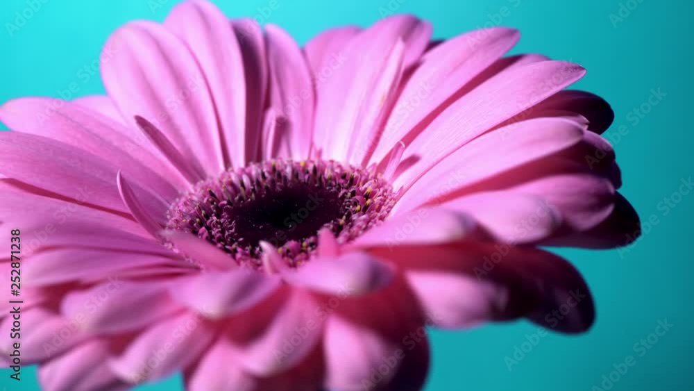 Pink magenta gerbera flower rotating from left to right on blue isolated background. Beautiful single blooming gerbera. Daisy is flower of Asteraceae family. 4k. Pink magenta gerbera flower rotating from left to right on blue isolated background. Beautiful single blooming gerbera. Daisy is flower of Asteraceae family. 4k.