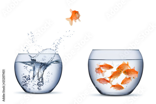 gold fish change move retrun separartion family teamwork concept jump into other bigger bowl isolated background