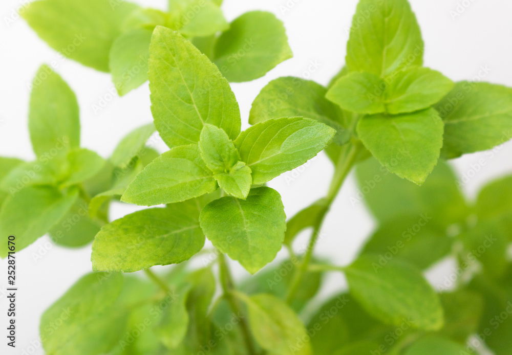 Close up fresh green basil herb leaves. Close up fresh green basil herb leaves.