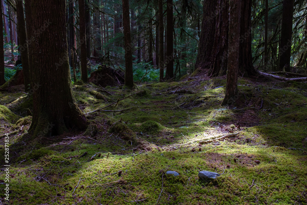 A carpet of green moss leads off into the forest on the Sol Duc Trail, Olympic National Park, Washington, USA A carpet of green moss leads off into the forest on the Sol Duc Trail, Olympic National Park, Washington, USA