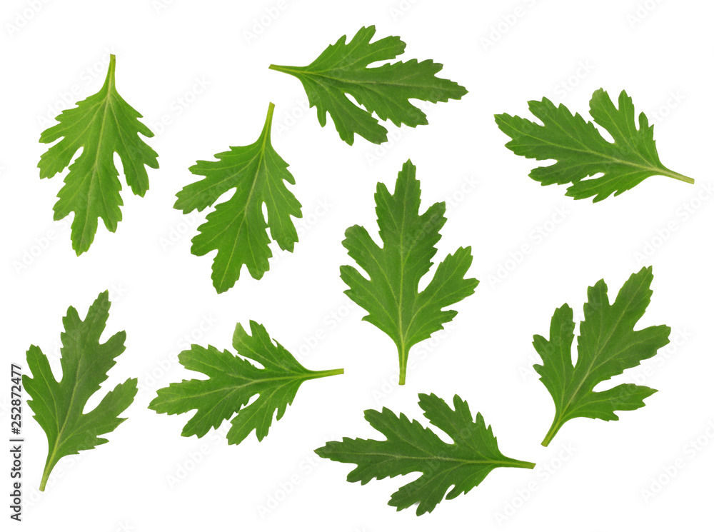 The leaves of the chrysanthemum isolated on white The leaves of the chrysanthemum isolated on white