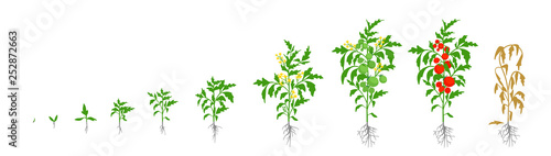 Growth stages of tomato plant. Vector illustration. Solanum lycopersicum. Ripening period. From sprout to bush with fruits. The life cycle of the tomatoes. Root system. Greenhouses and use fertilizers