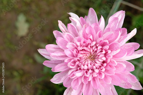 close up pink chrysanthemum flower bloom beautiful  flower in garden  The concept of summer or spring with copy space