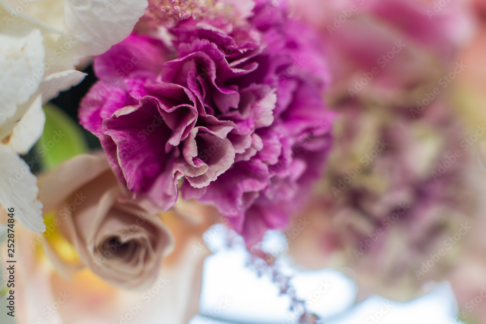 Fototapeta Closeup fresh purple carnation and rose flower on blurred background. Event decoration with fresh flowers