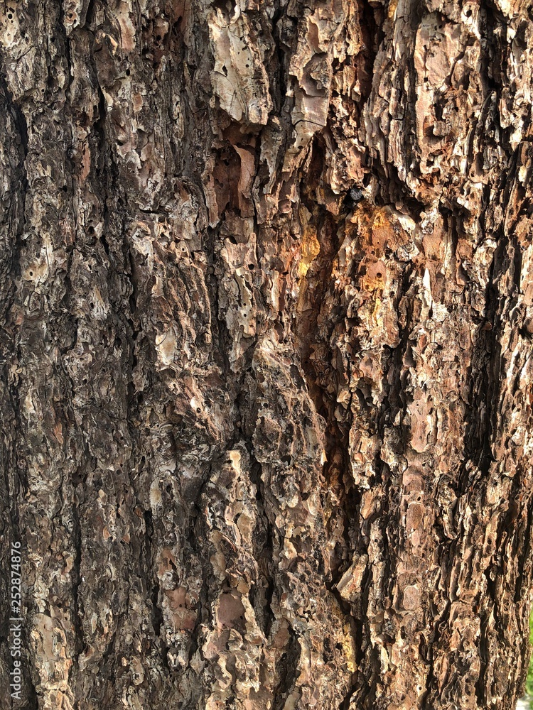 Tree Texture Tree Texture