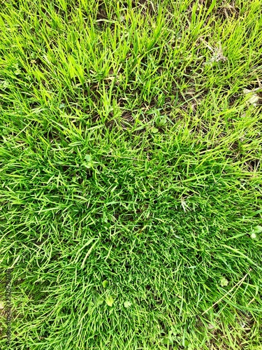 Green grass pattern texture