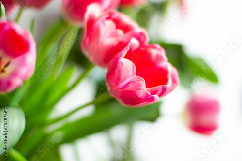 Fototapeta Naklejka Na Ścianę i Meble -  bouquet of red tulips on white background