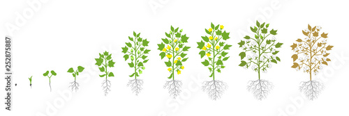 Growth stages of Cotton plant. Plant increase phases. Vector illustration. Gossypium from which cotton is harvested. Ripening period. The life cycle. Use fertilizers. On white background.