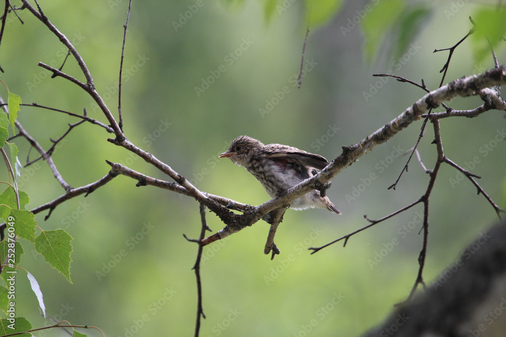 Fototapeta premium Juvenile Spotted Flycatcher