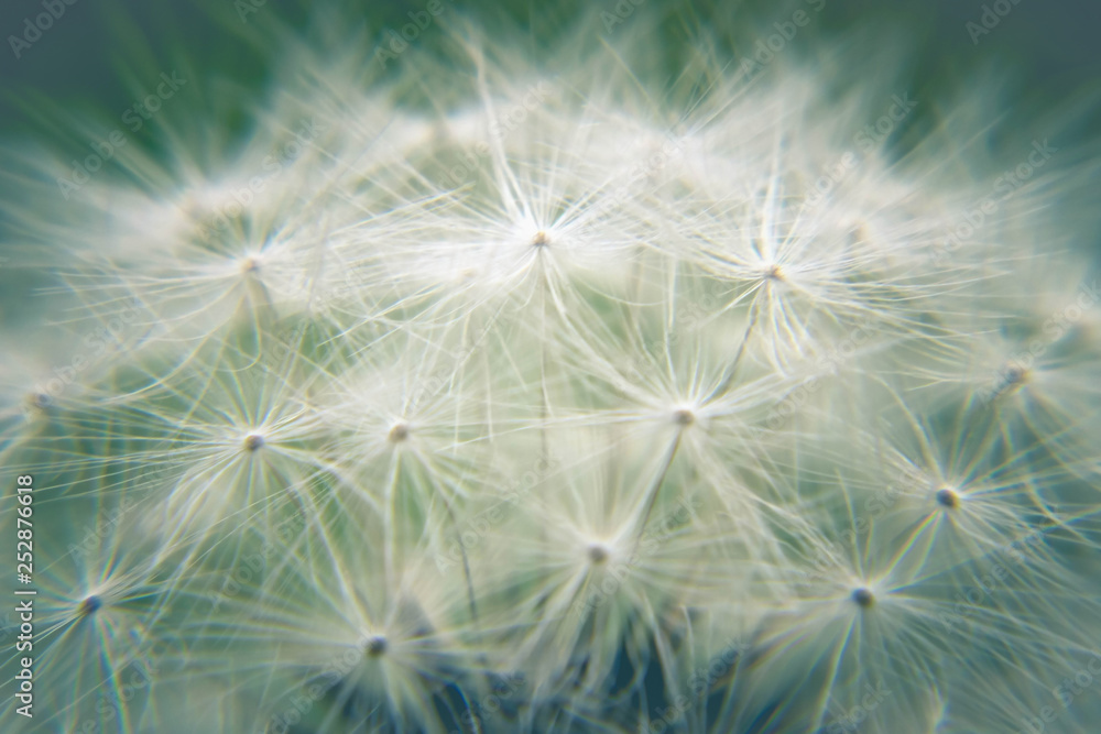 Close-up abstract dandelion flower. Dandelion seeds. Floral background. Nature. Close-up abstract dandelion flower. Dandelion seeds. Floral background. Nature.