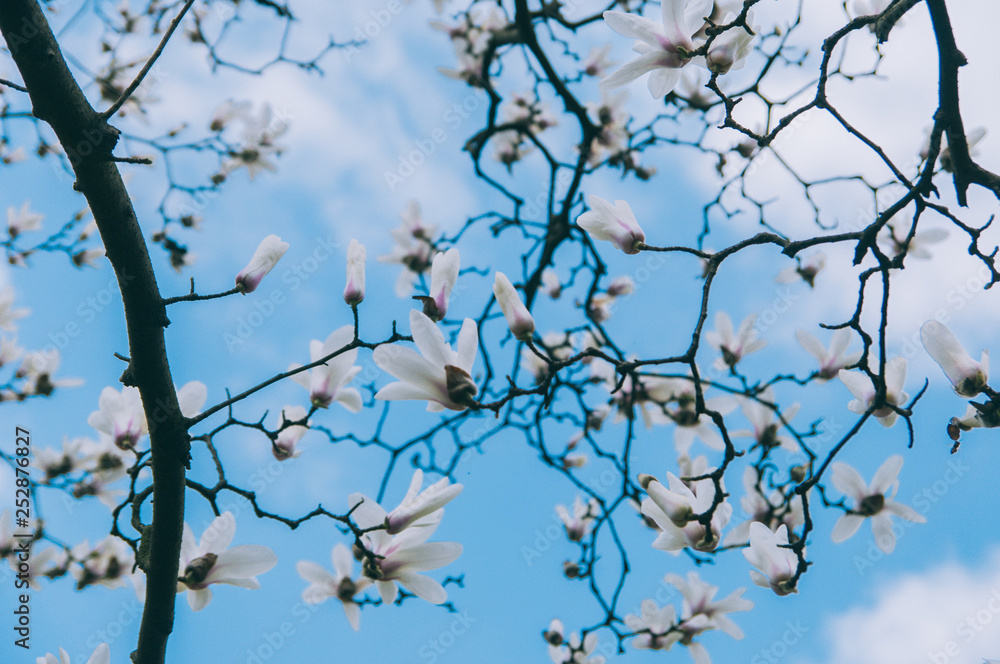 Yulan magnolia flowers isolated on blue sky Yulan magnolia flowers isolated on blue sky
