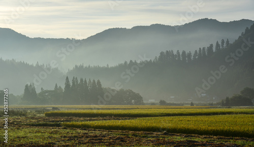 Fototapeta Naklejka Na Ścianę i Meble -  Beautiful rice field in Akita, Japan