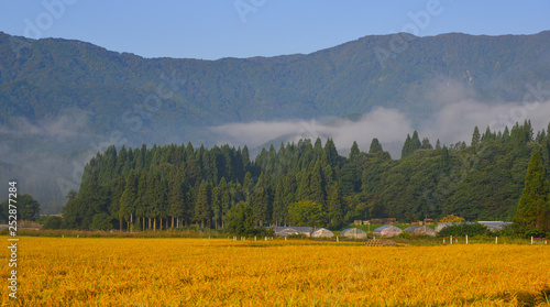 Beautiful rice field in Akita, Japan