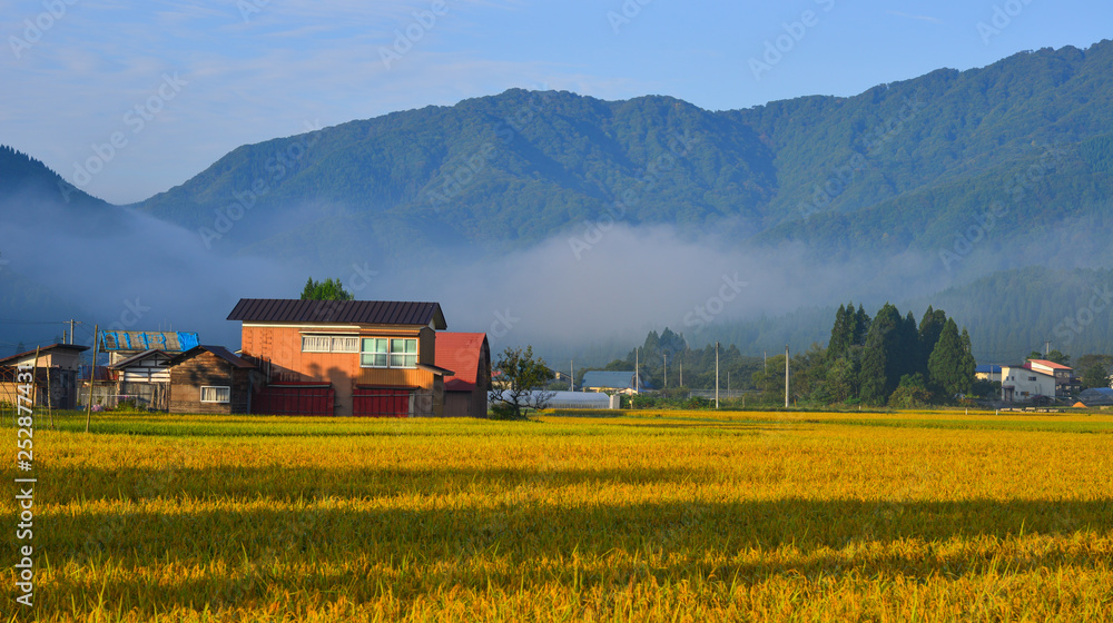 Naklejka premium Beautiful rice field in Akita, Japan