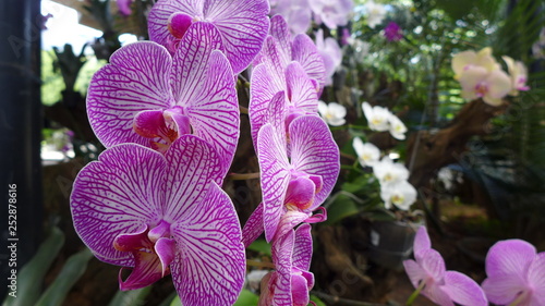 Orchidee