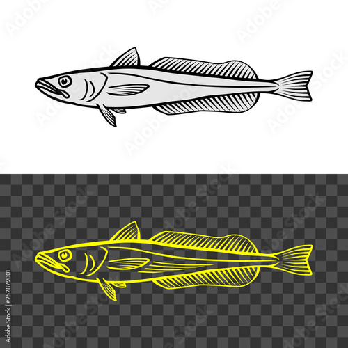 Hake fish common illustration. Cape hake logo.